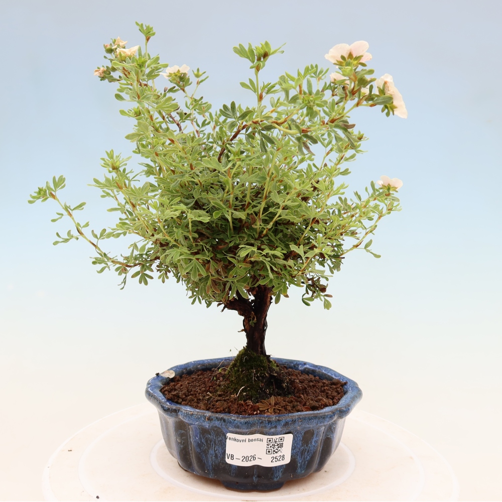 Bonsai für draußen - Potentila fruticosa