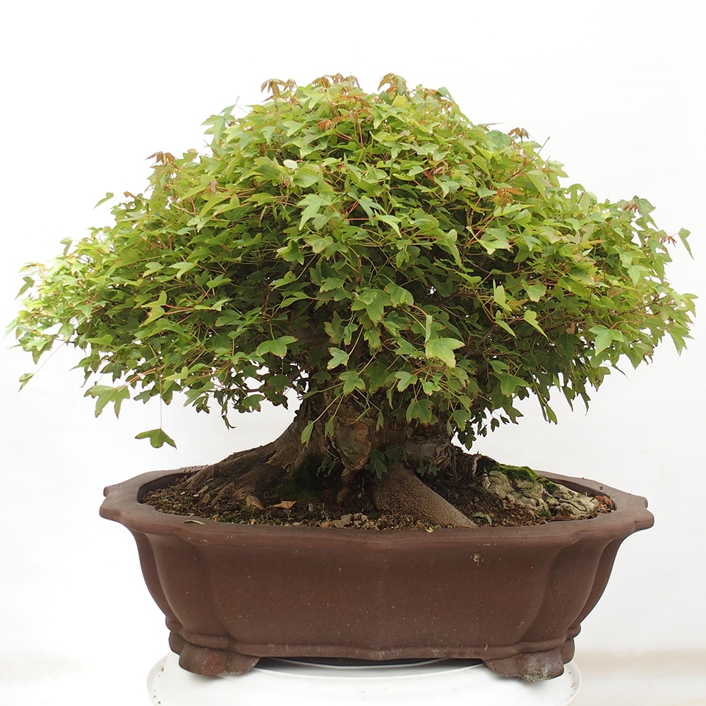 Bonsai im Freien - Ahorn Buergerianum - Burger Maple