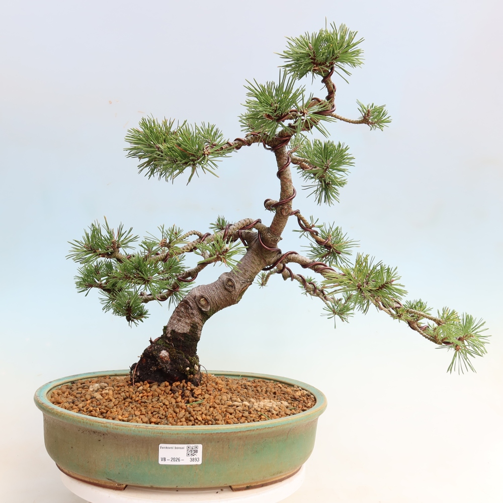 Bonsai für den Außenbereich – Pinus mugo Humpy – Zwergkiefer