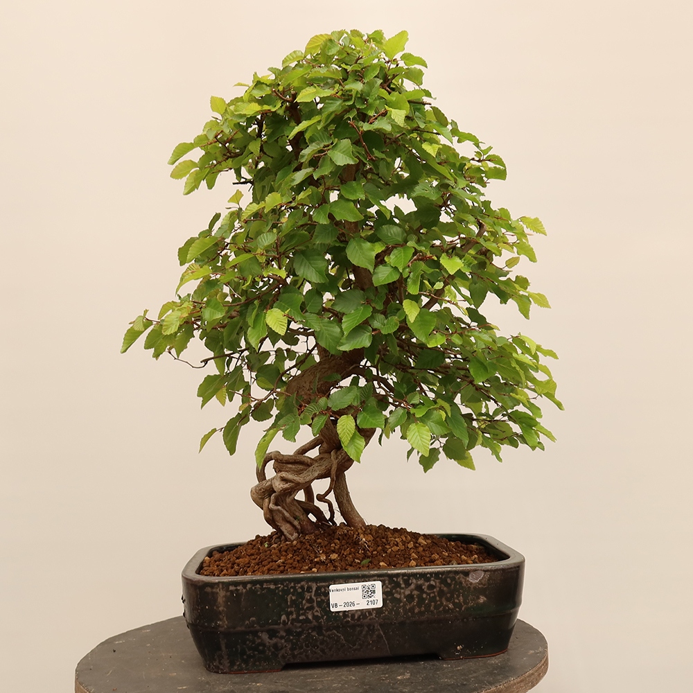 Bonsai im Freien - Carpinus Coreana - Koreanische Hainbuche