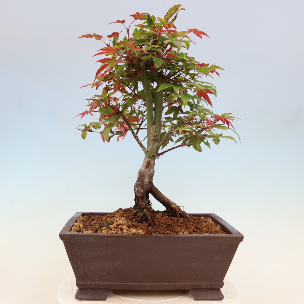 Spitzahorn - Acer palmatum Beni Tsukasa