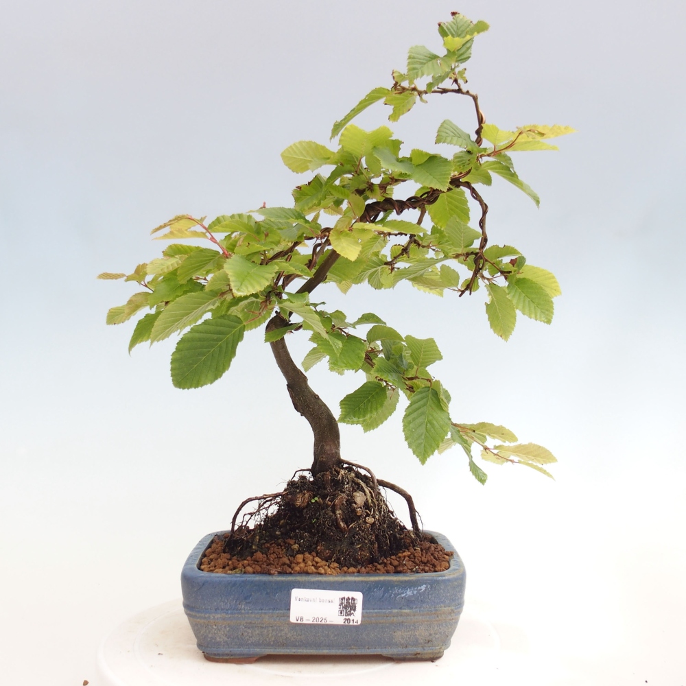 Bonsai im Freien - Hainbuche - Carpinus betulus