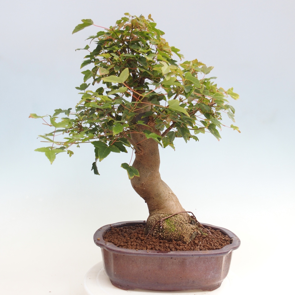 Bonsai im Freien - Ahorn Buergerianum - Burger Maple