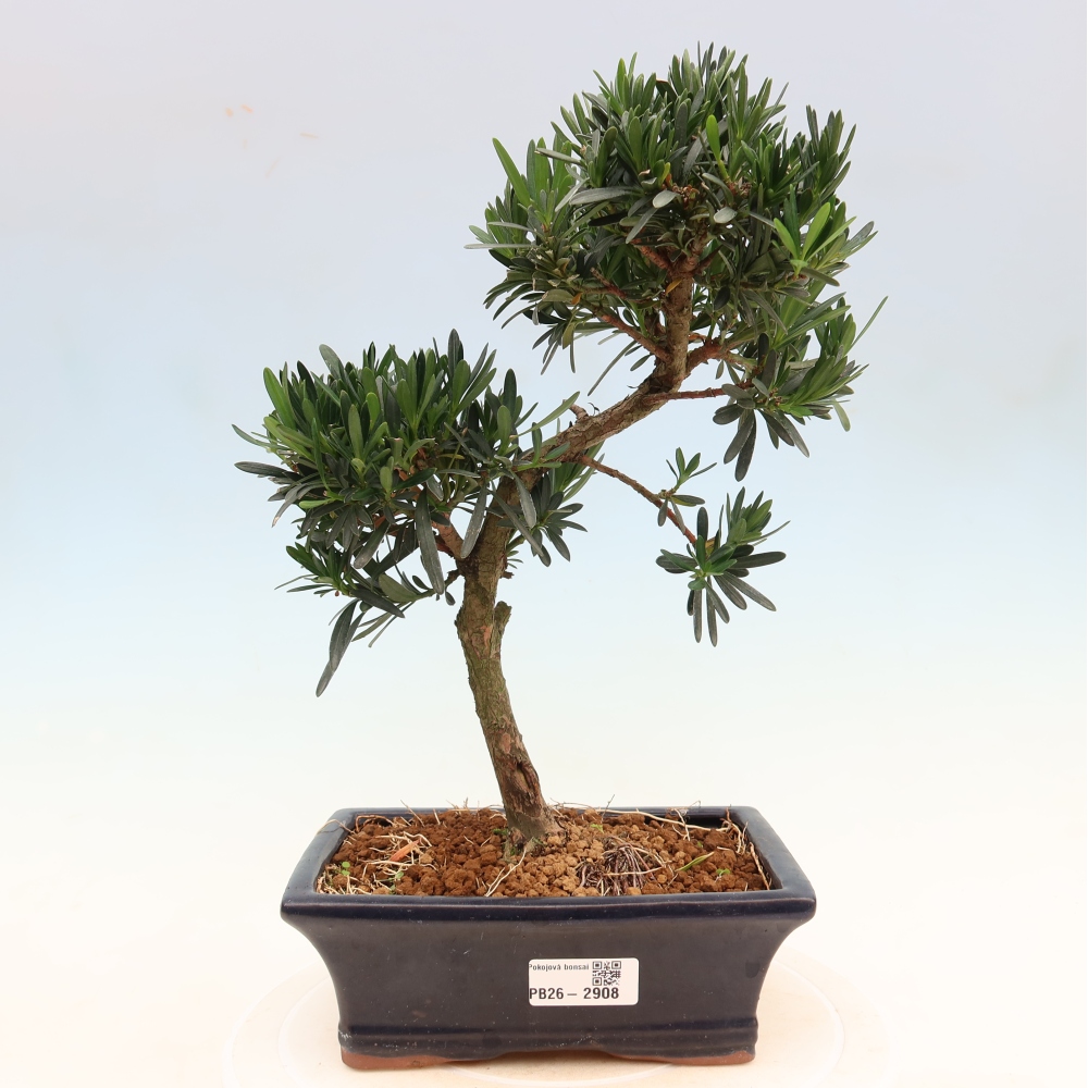 Zimmerbonsai - Podocarpus - Stein-Eibe