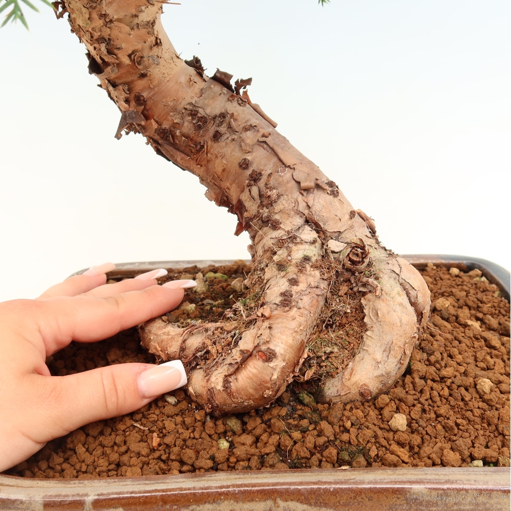 Zimmer Bonsai - Araucaria - Zimmer Fichte