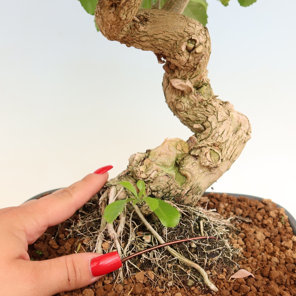 Zimmerbonsai - Duranta erecta Aurea