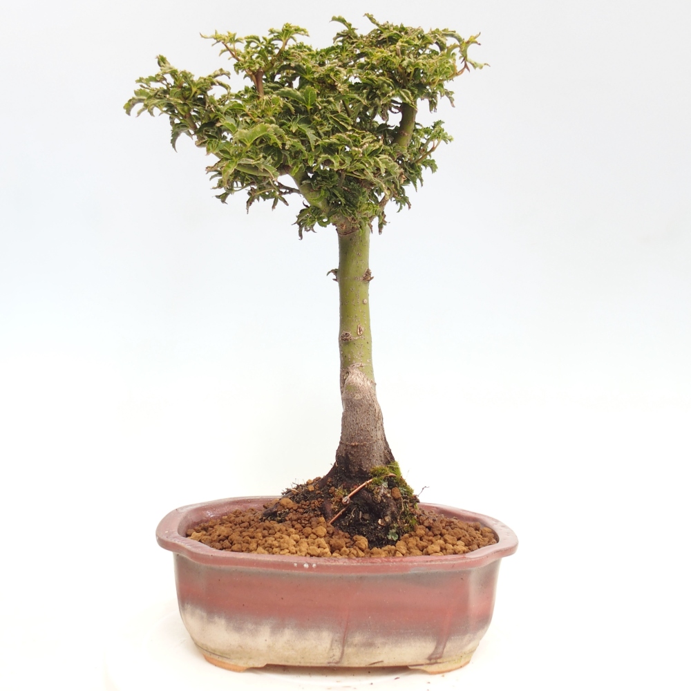 Bonsai im Freien - Acer palmatum Shishigashira-Ahorn