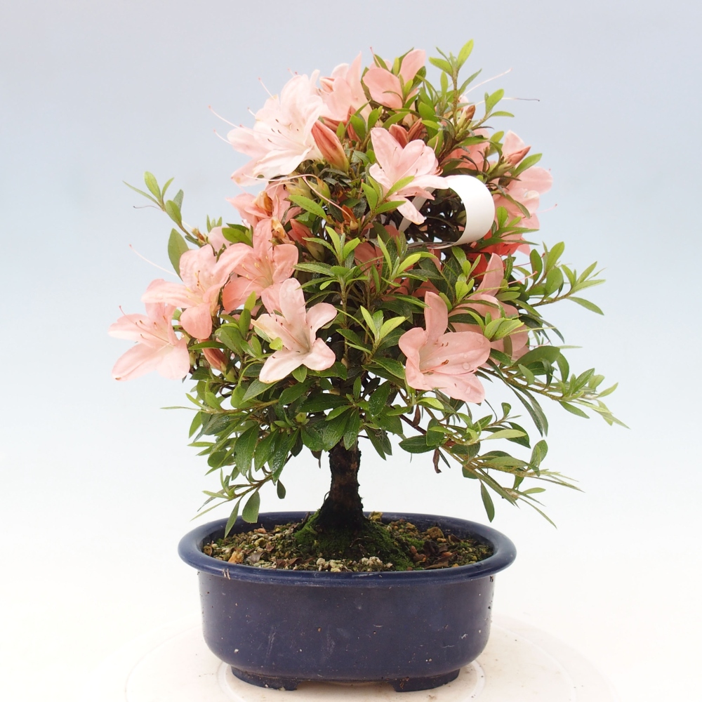Bonsai im Freien - Japanische Azalee - Azalea Nikko