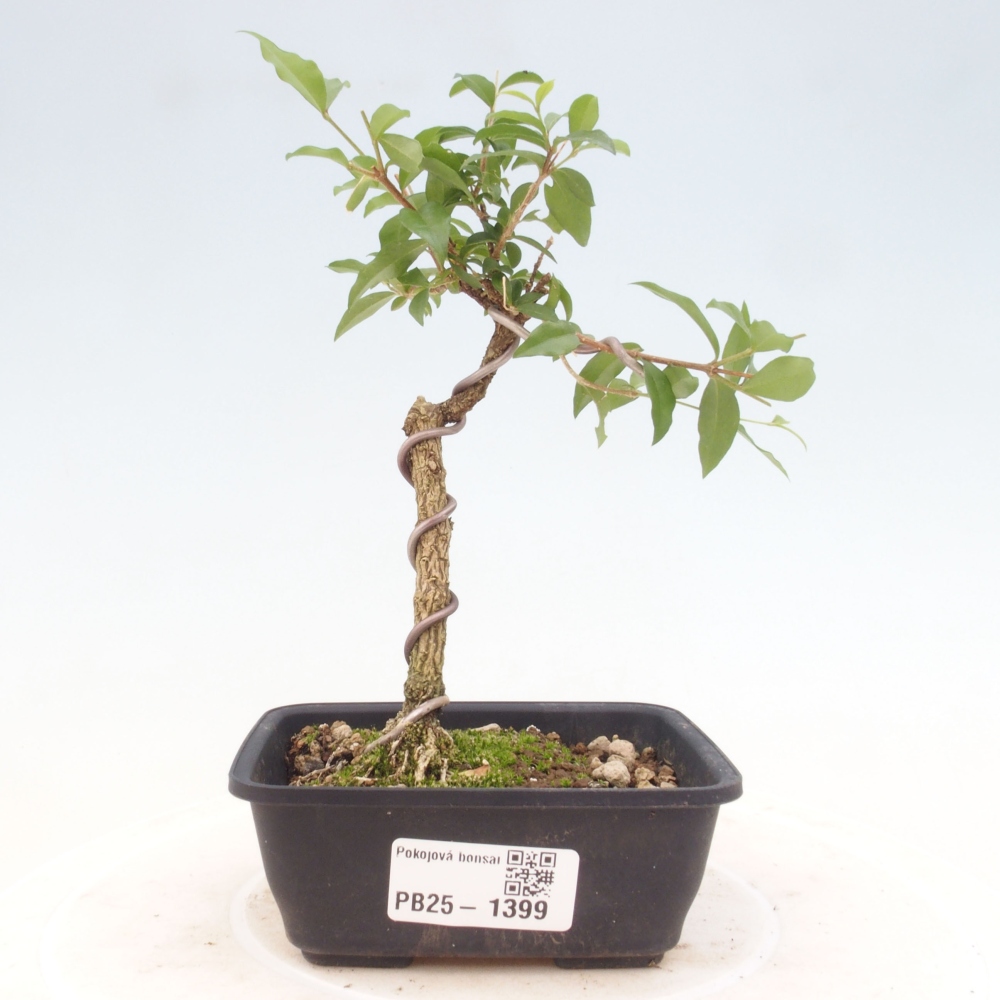 Zimmerbonsai - Malpighia coccigera - Barbdor-Kirsche