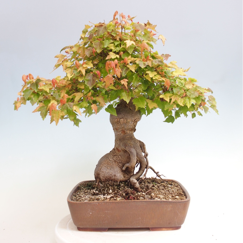 Bonsai im Freien - Ahorn Buergerianum - Burger Maple