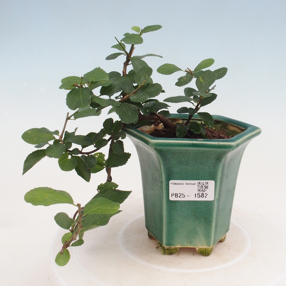 Zimmerbonsai - Grewia occidentalis - Lavendelstern