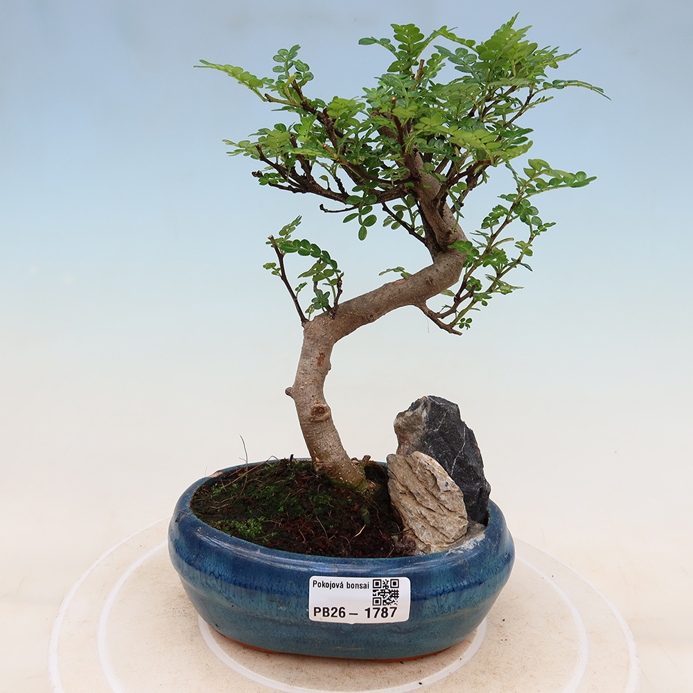 Zimmer Bonsai - Zantoxylum piperitum - Pfefferbaum