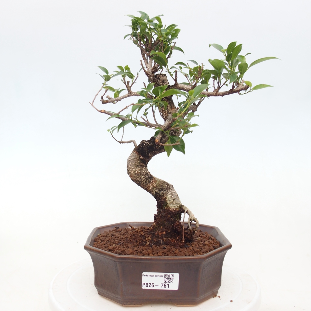 Zimmerbonsai - Ficus retusa - Kleinblättriger Ficus