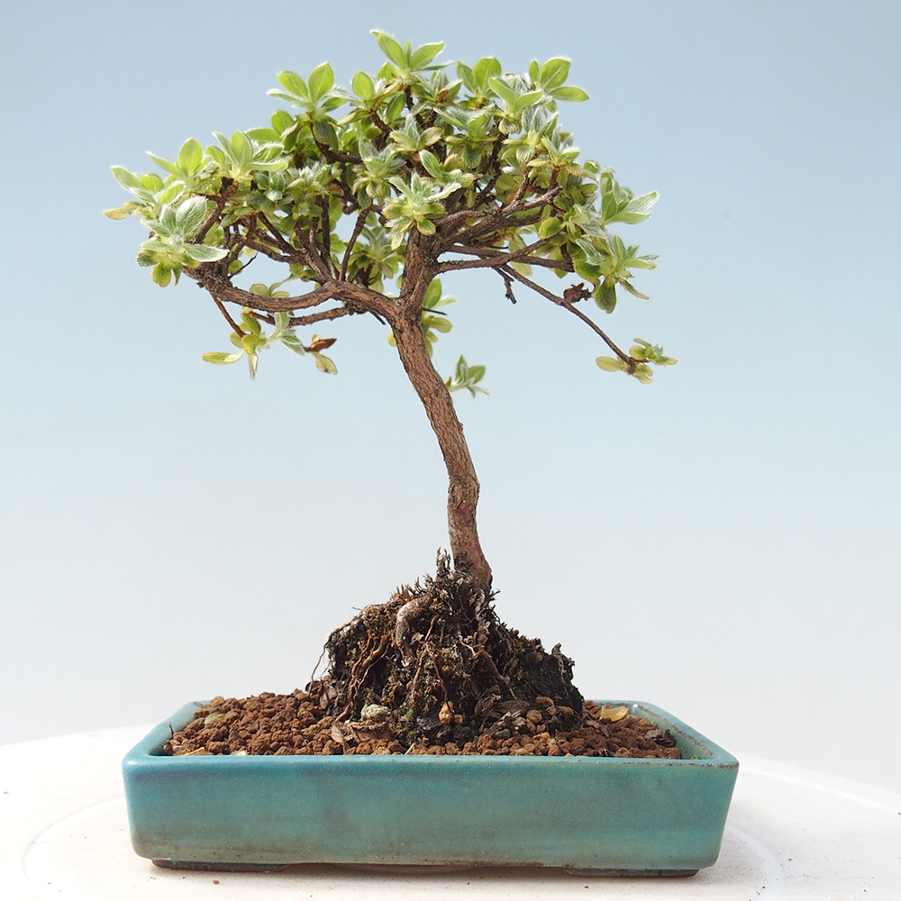Outdoor-Bonsai - Rododendron indicum - Japanische Azalee