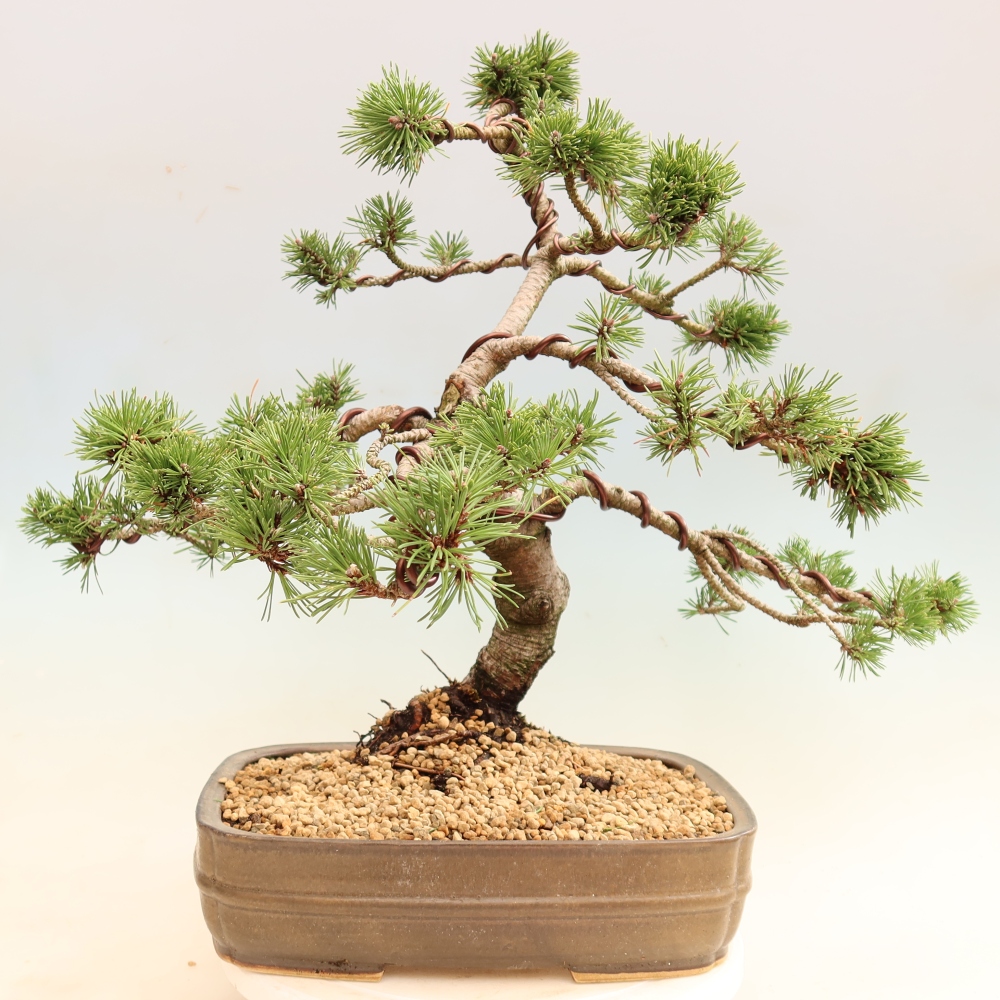 Bonsai für den Außenbereich – Pinus mugo Humpy – Zwergkiefer