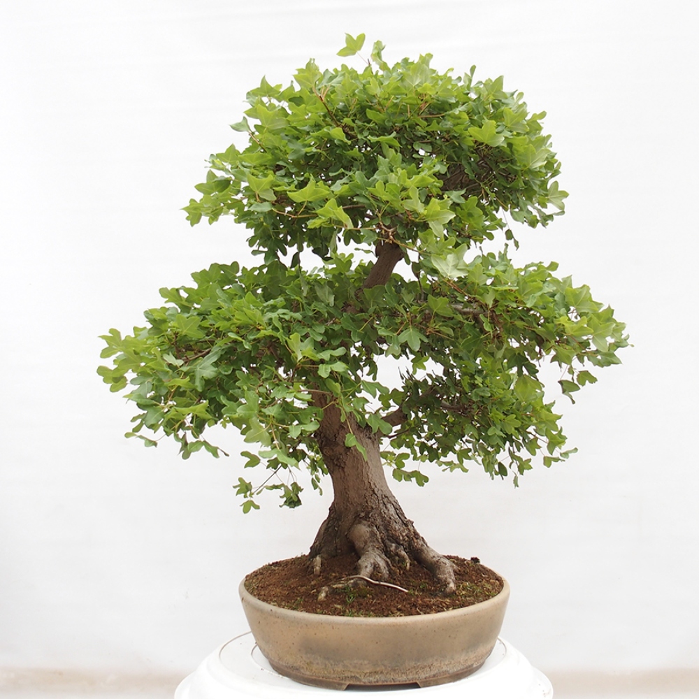 Bonsai im Freien - Französischer Ahorn - Acer Nonspessulanum