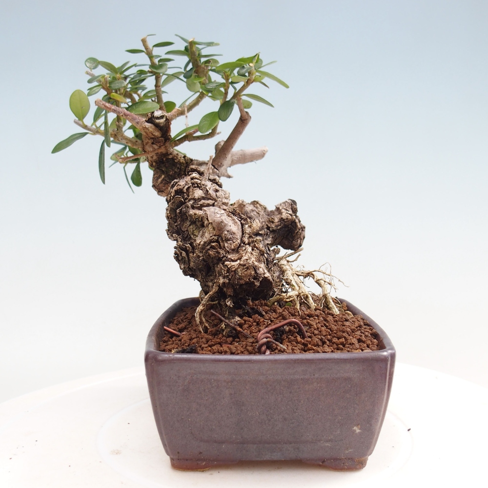 Indoor-Bonsai - Olea europaea sylvestris - Europäisches kleinblättriges Olivenöl