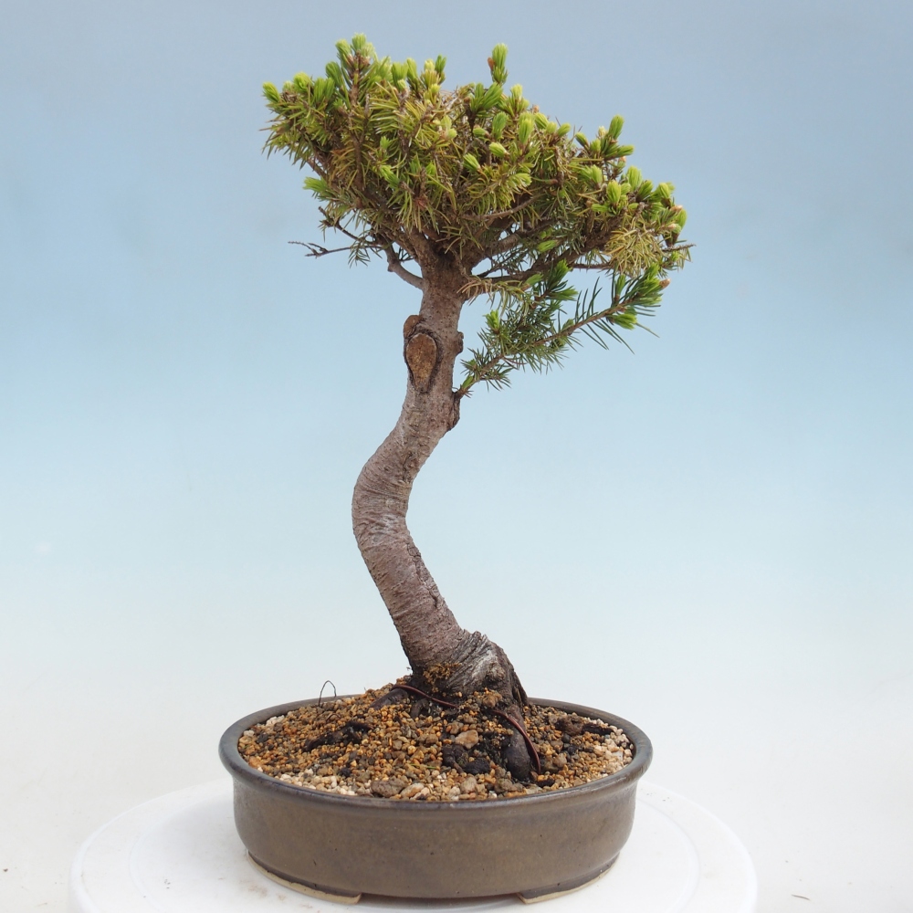 Bonsai für draußen - Fichte - Picea glauca globe
