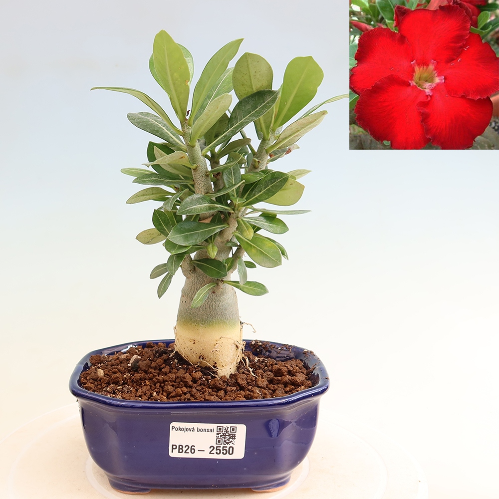 Zimmerbonsai – Adenium obesum „Red Star“ – Wüstenrose