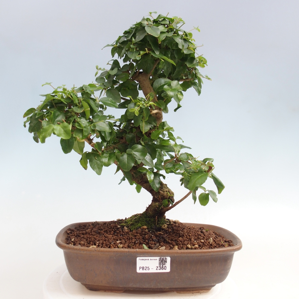 Zimmerbonsai -Ligustrum chinensis - Liguster