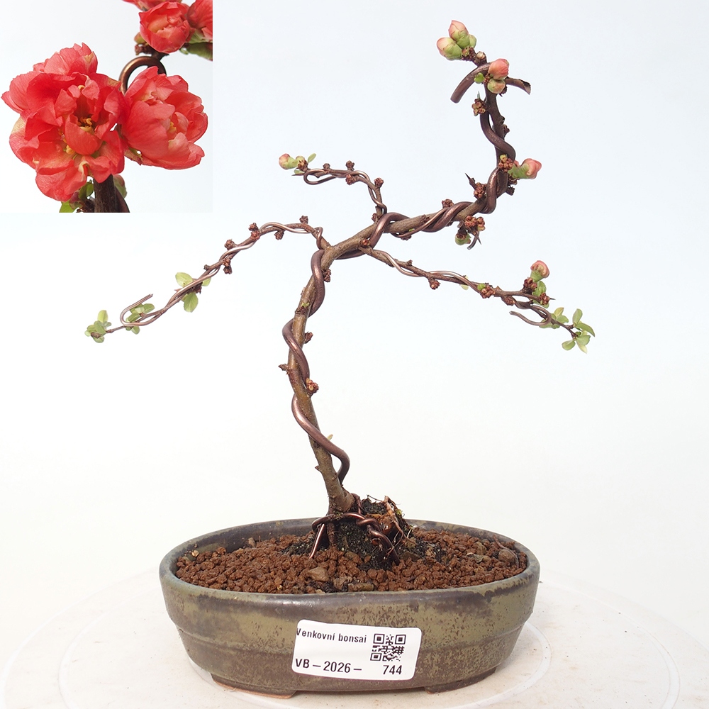 Bonsai für draußen - Chaneomeles s. Red Joy - Quitte