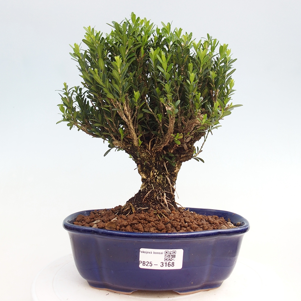 Innenbonsai - Buxus harlandii - Korkbuchsbaum