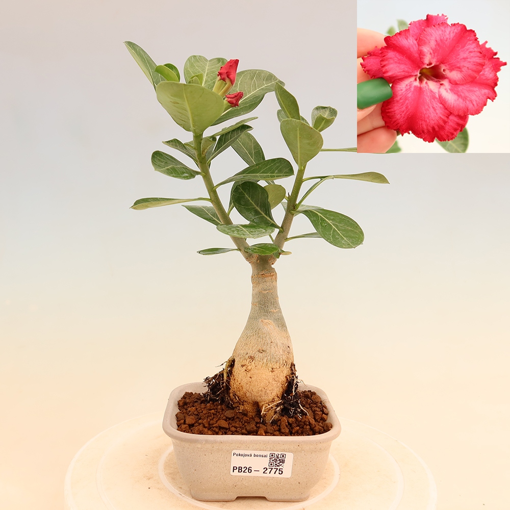 Zimmerbonsai – Adenium obesum, veredelt, V.F.S.326 – Wüstenrose