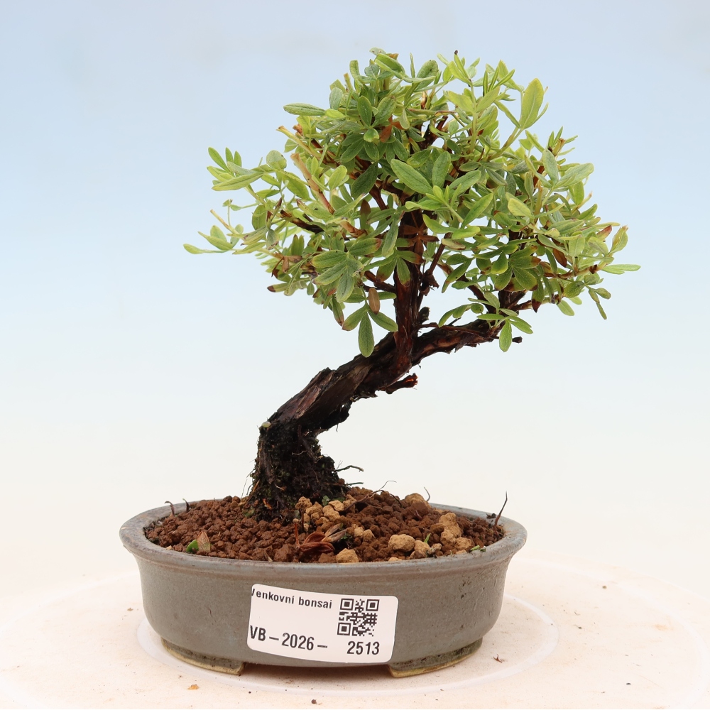 Bonsai für draußen - Potentila fruticosa