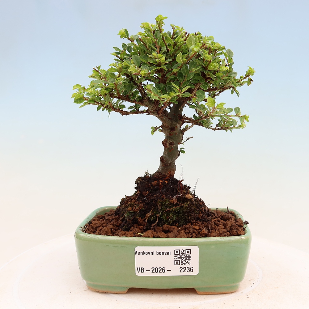 Bonsai im Freien - Ulmus parvifolia Sagei - Kleinblättrige Ulme