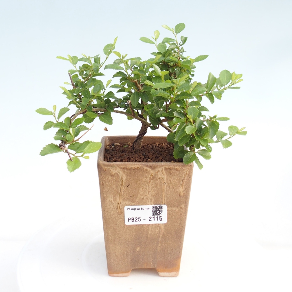 Zimmerbonsai - Grewia occidentalis - Lavendelstern