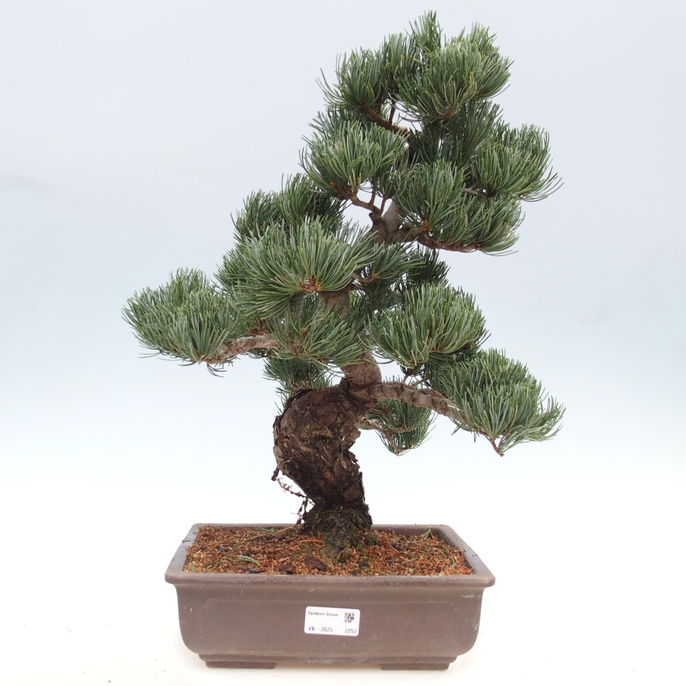 Bonsai im Freien - Pinus parviflora - kleine Kiefer