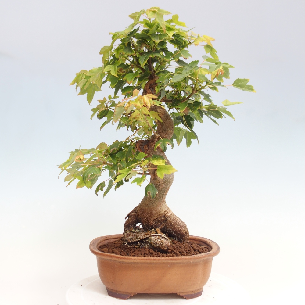 Bonsai im Freien - Ahorn Buergerianum - Burger Maple