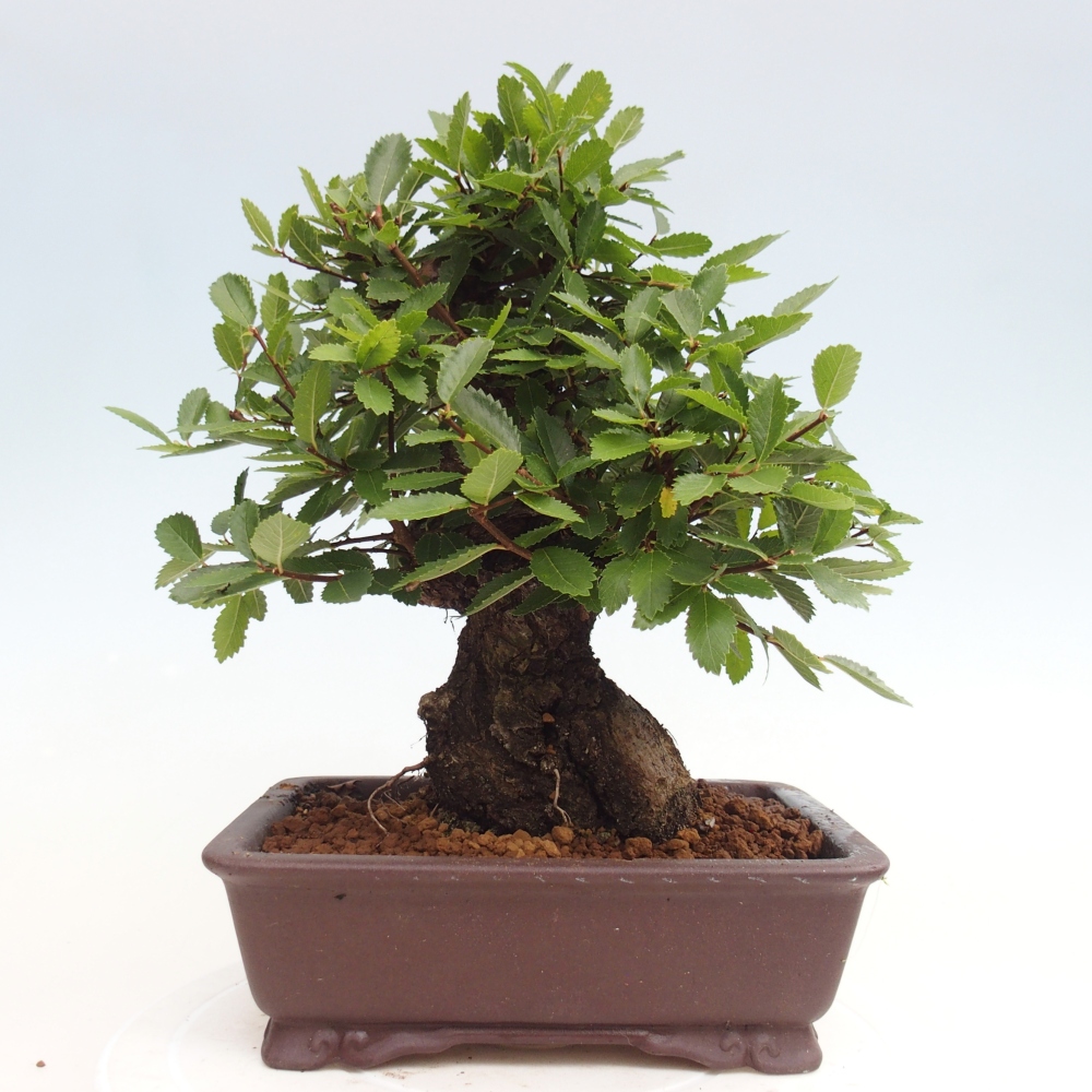 Bonsai im Freien - Zelkova - Zelkova NIRE