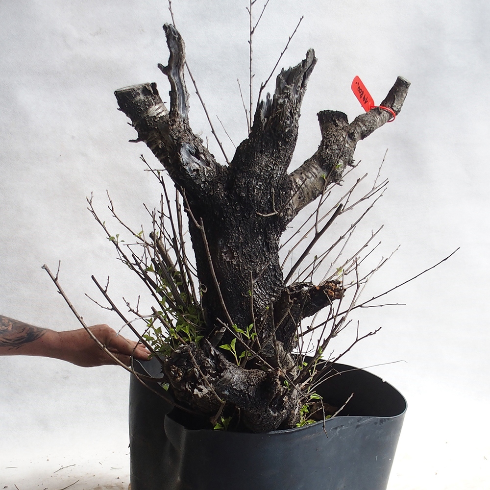 Outdoor Bonsai -Mahalebka - Prunus Mahaleb
