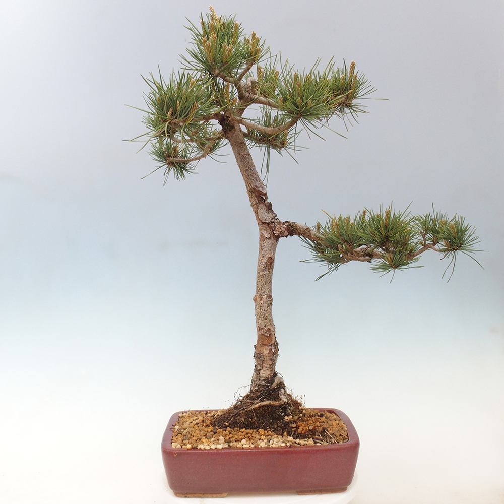 Bonsai im Freien - Pinus Sylvestris - Waldkiefer