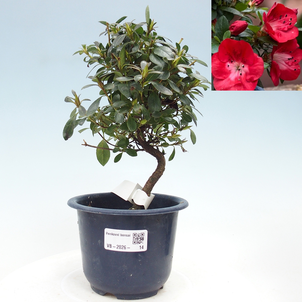 Bonsai für draußen - Japanische Azalee - Azalea Benibeni