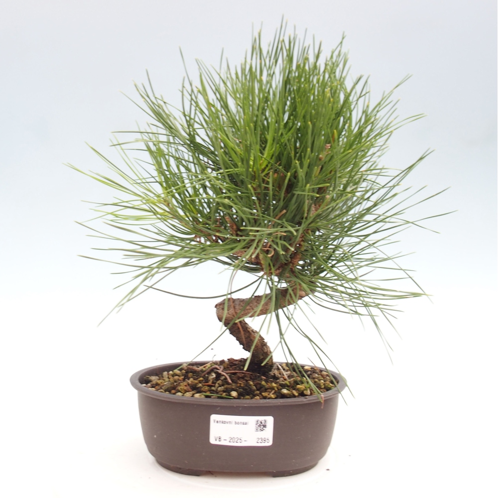 Bonsai im Freien - Pinus thunbergii - Thunbergia-Kiefer
