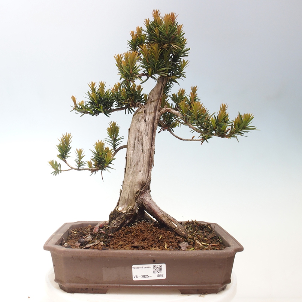 Bonsai im Freien - Taxus cuspidata - Japanische Eibe