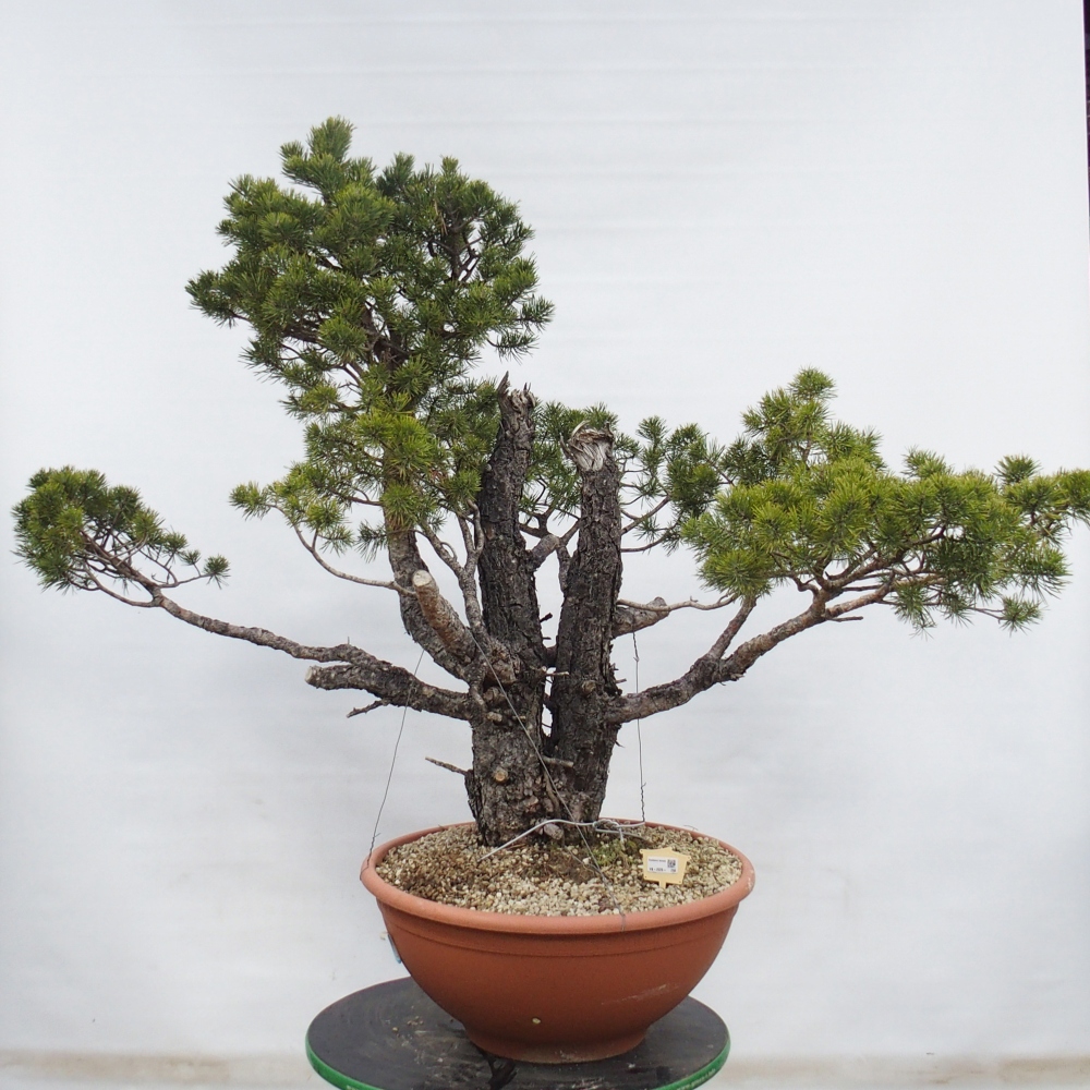 Yamadori - Pinus sylvestris Spanien