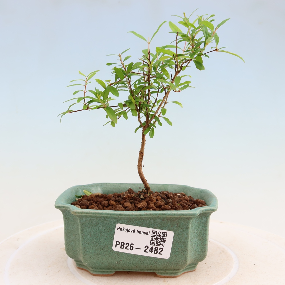 Zimmer-Bonsai-PUNICA granatum nana-Apfel-Granatapfel