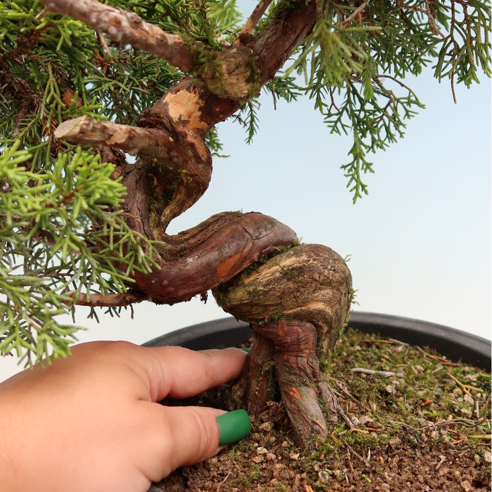 Bonsai für draußen - Juniperus chinensis Itoigawa-Juniperus chinensis