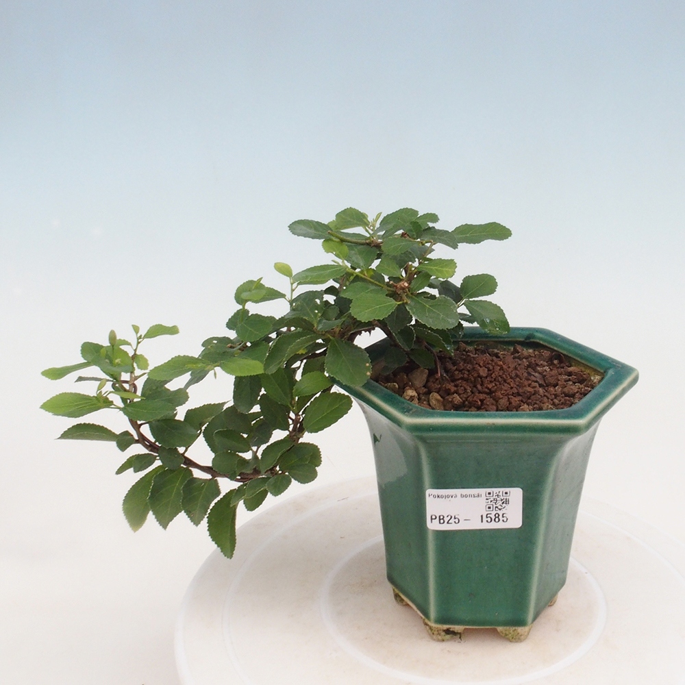 Zimmerbonsai - Grewia occidentalis - Lavendelstern