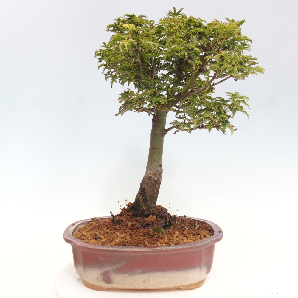 Bonsai im Freien - Acer palmatum Shishigashira-Ahorn