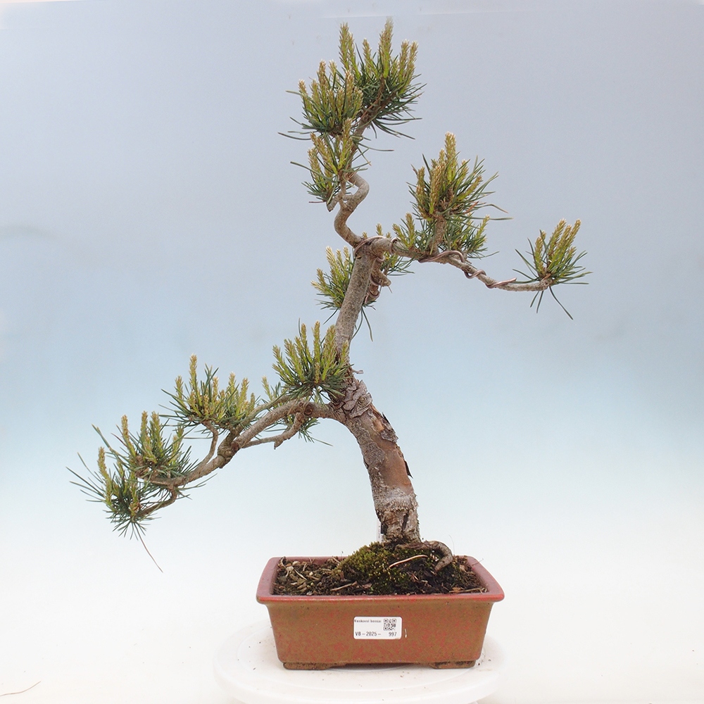 Bonsai im Freien - Pinus Sylvestris - Waldkiefer
