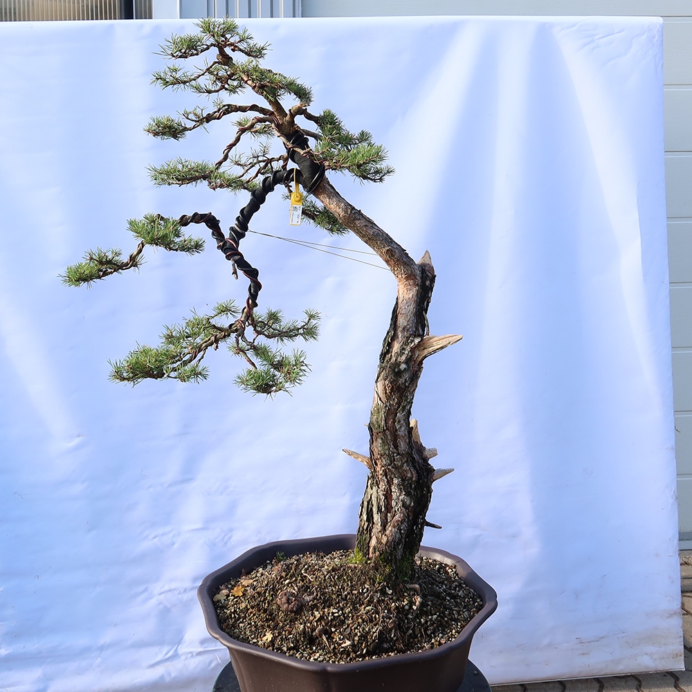 Pinus sylvestris Spanien – Waldkiefer