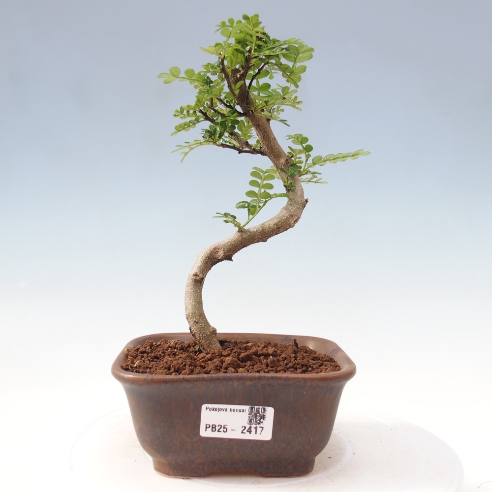 Zimmerbonsai - Zantoxylum piperitum - Pfefferminze