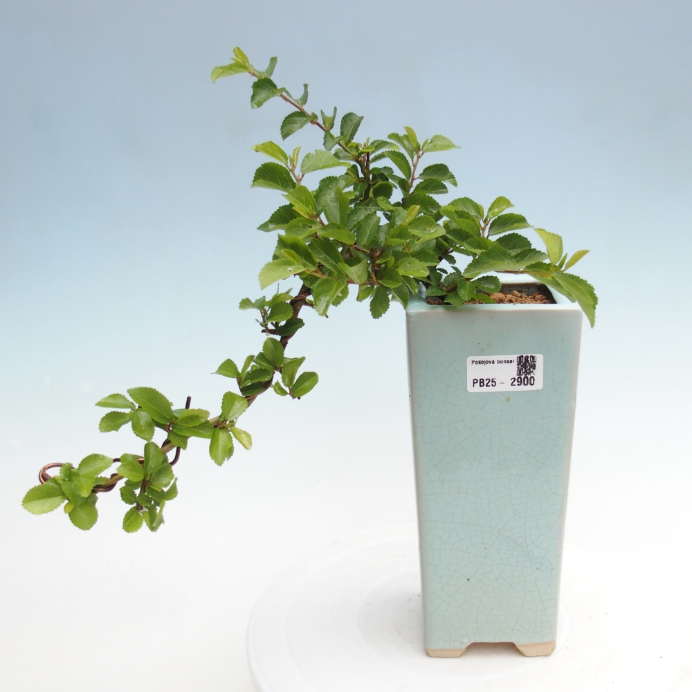 Zimmerbonsai - Grewia occidentalis - Lavendelstern