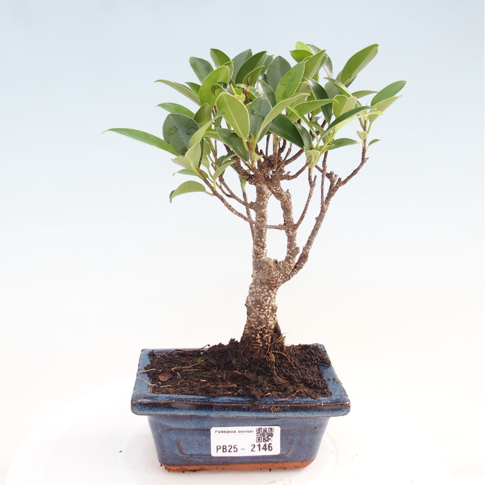 Zimmerbonsai - Kleinblättriger Ficus - Ficus kimmen