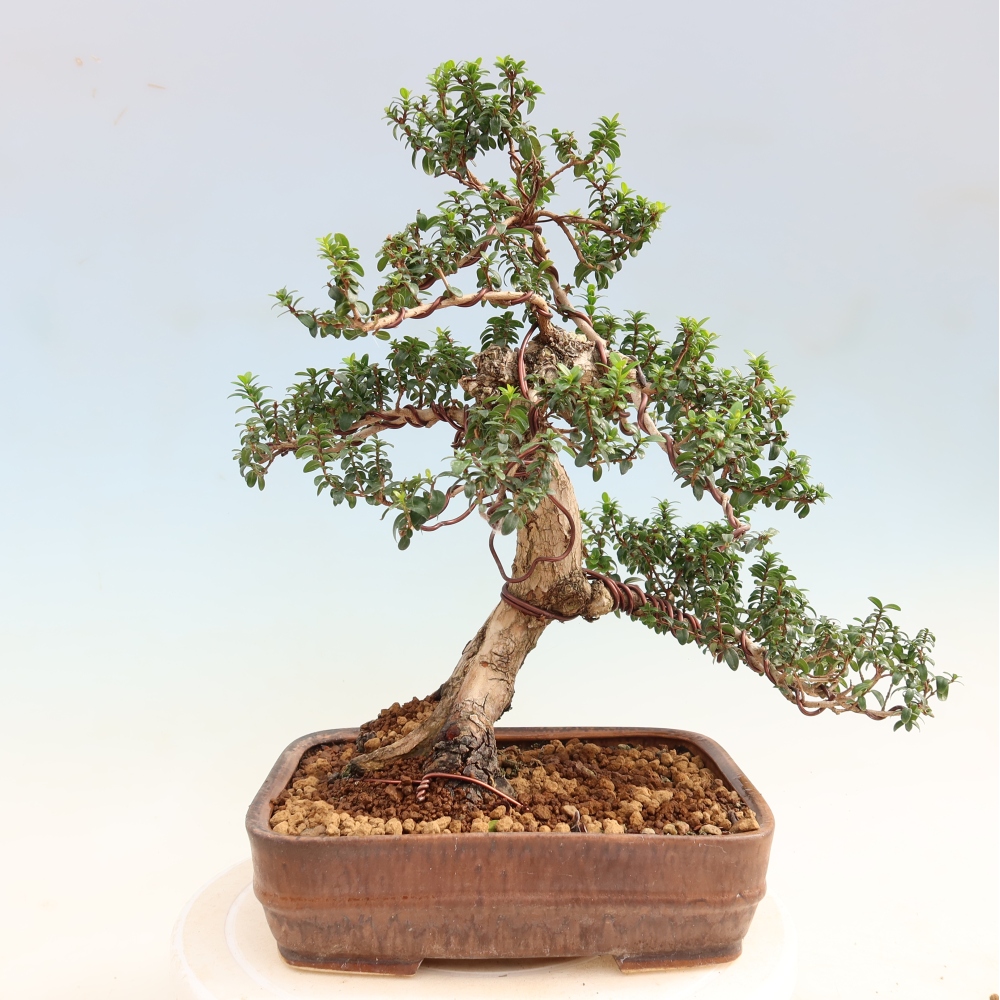 Zimmer Bonsai - Myrtus communis - Myrte