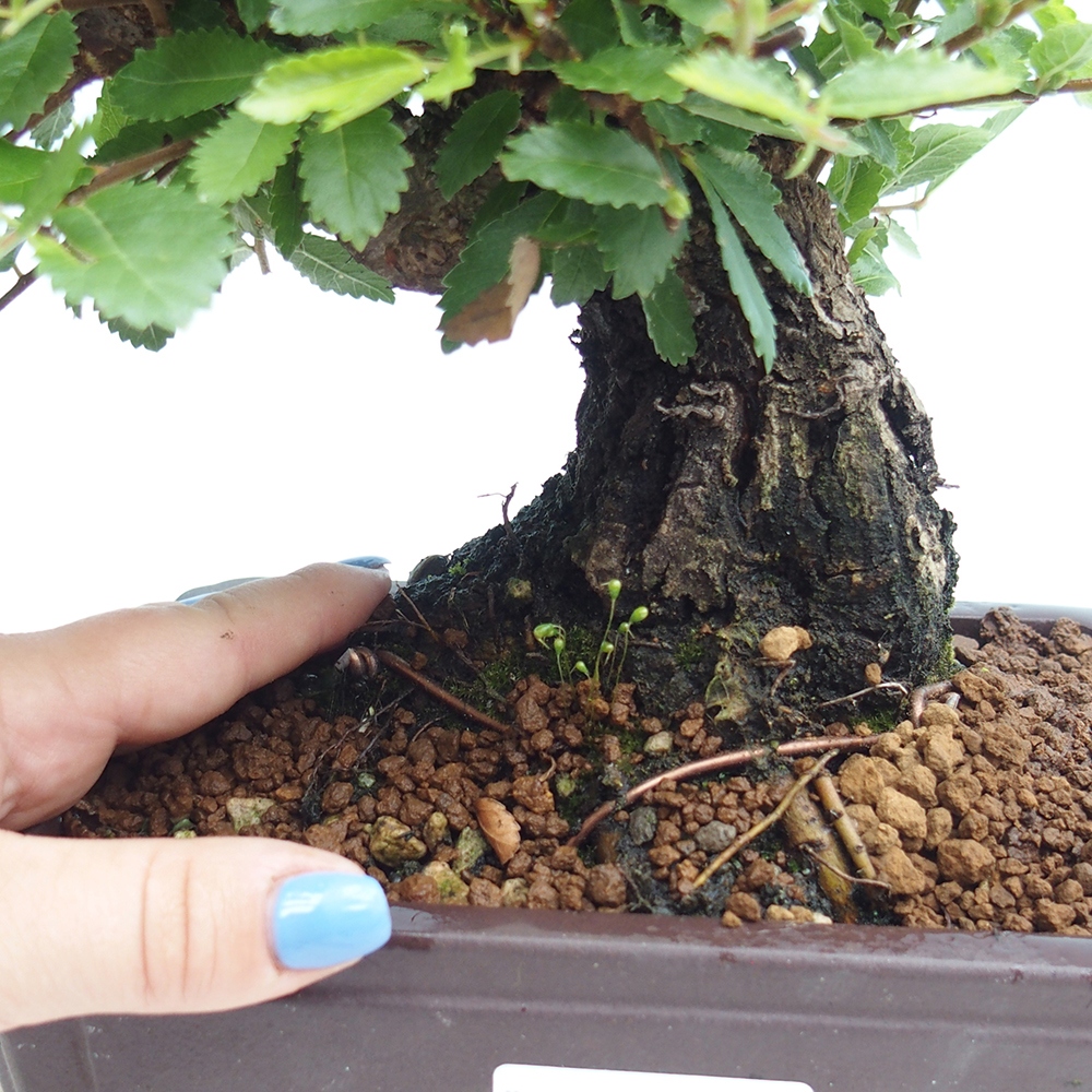 Bonsai im Freien - Zelkova - Zelkova NIRE